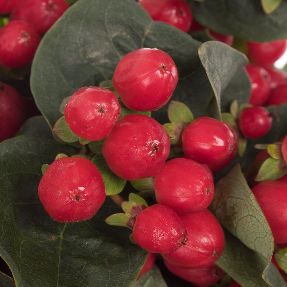 Hypericum rot True Romance Verzweigt 70cm