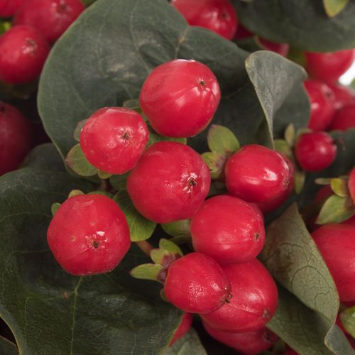 Hypericum rot True Romance Verzweigt 70cm