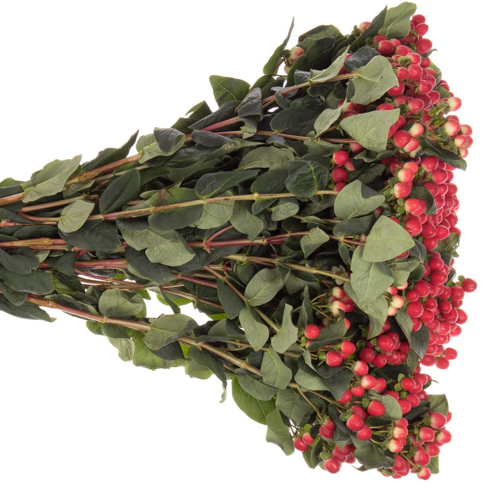 Hypericum rot True Romance Verzweigt 70cm