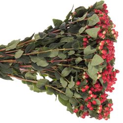 Hypericum rot True Romance Verzweigt 70cm