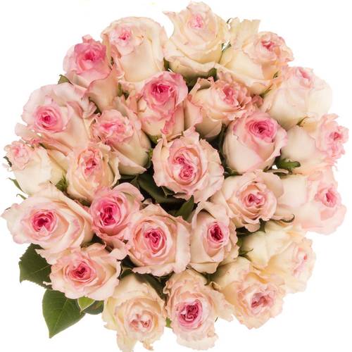 Rose hell rosa/creme Mandala (Ec) 60cm