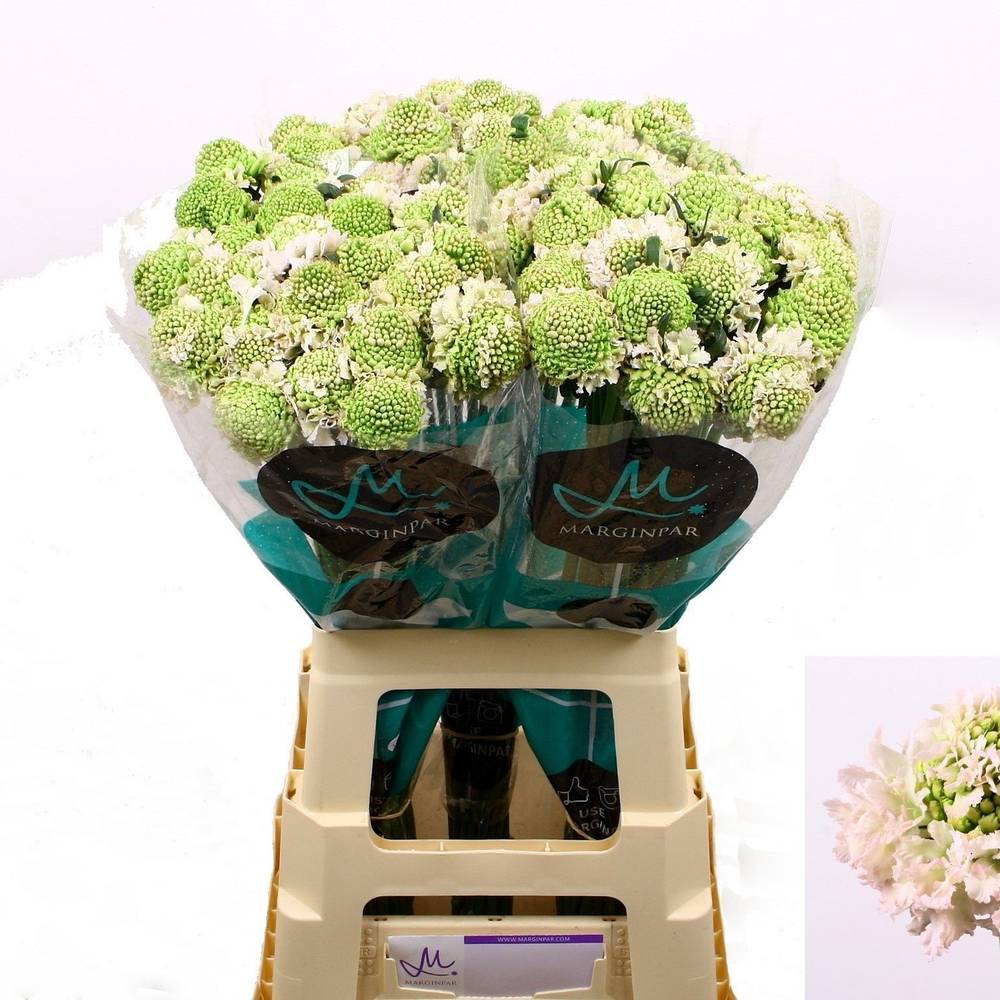 Scabiosahell rosa Vanilla Bon Bon Scoop 70cm