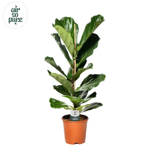 Ficus Lyrata T21 H090