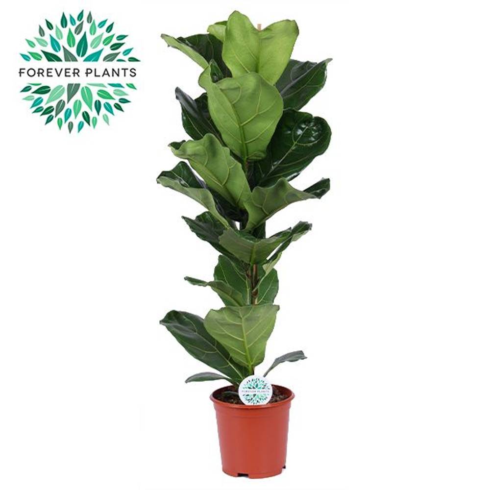 Ficus Lyrata T21 H090