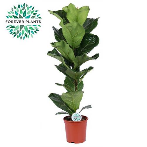 Ficus Lyrata T21 H090