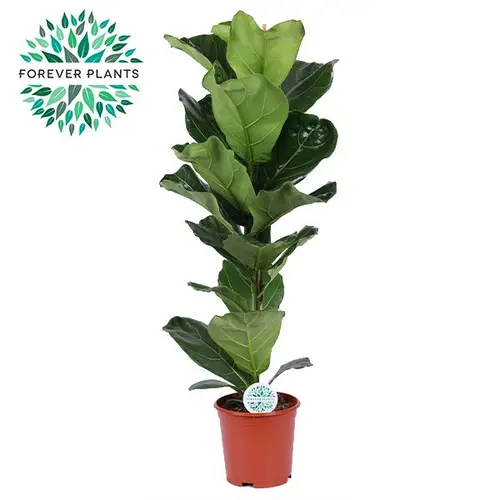 Ficus Lyrata T21 H090