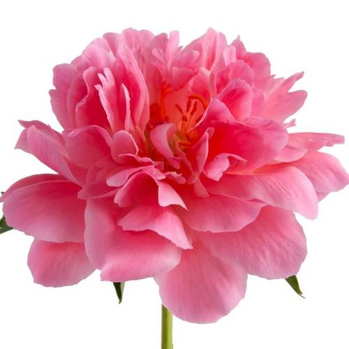 Pfingstrose pink Hawai 45cm