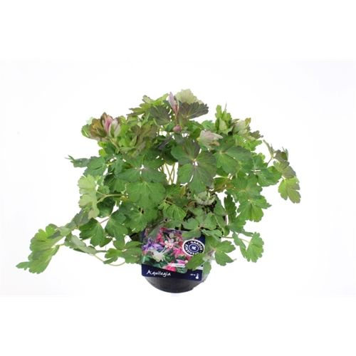 Aquilegia Caer. Spring T13 H30