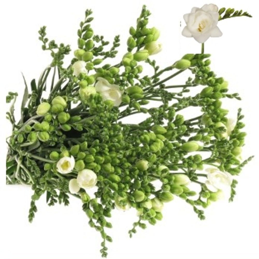 Freesie weiss gefüllt Romantic 20 Gramm