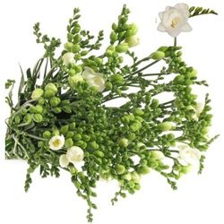 Freesie weiss gefüllt Romantic 20 Gramm