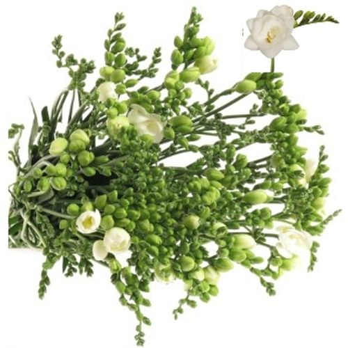 Freesie weiss gefüllt Romantic 20 Gramm