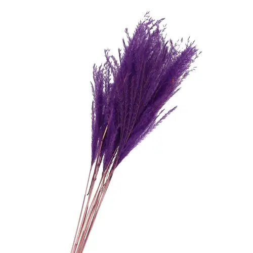 Trocken Silvergrass Violett L75cm x10