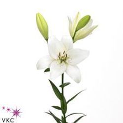Lilie asiatisch weiss Eyeliner 5+Blüte 80cm