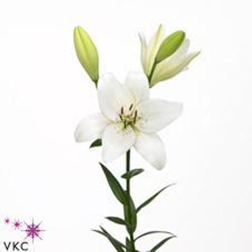 Lilie asiatisch weiss Eyeliner 5+Blüte 80cm