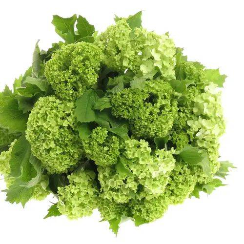 Schneeball grün 1-2 Kopf 50cm