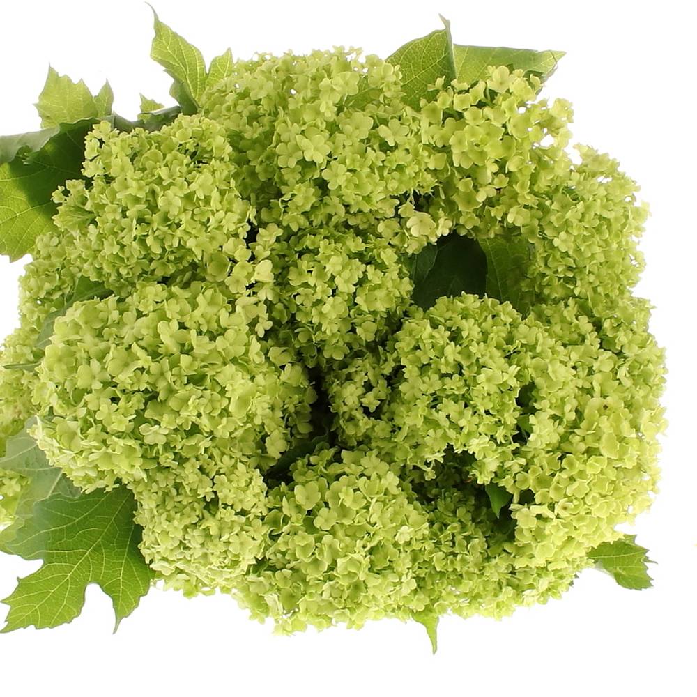 Schneeball grün 1-2 Kopf 50cm