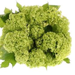 Schneeball grün 1-2 Kopf 50cm