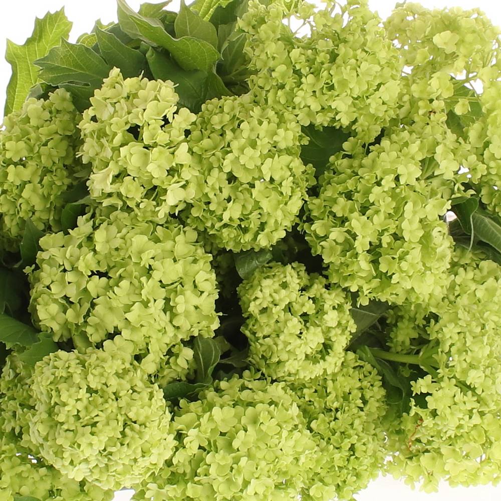 Schneeball grün 1-2 Kopf 50cm