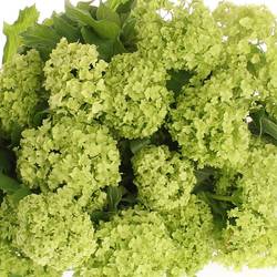 Schneeball grün 1-2 Kopf 50cm