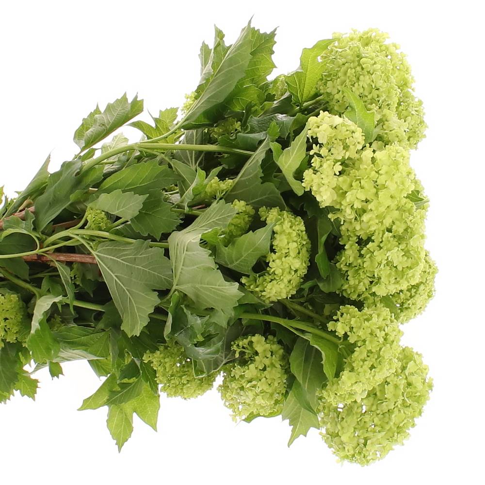 Schneeball grün 1-2 Kopf 50cm