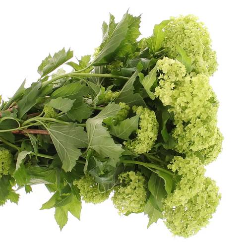 Schneeball grün 1-2 Kopf 50cm