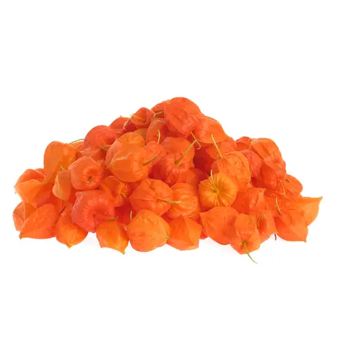 Physalis Kopf orange