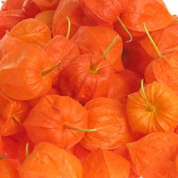 Physalis Kopf orange