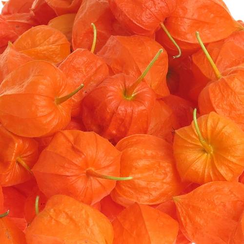 Physalis Kopf orange
