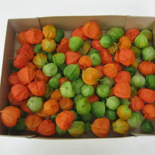 Physalis Kopf orange/grün