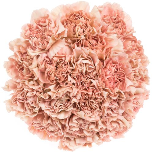 Nelke apricot Caramel 70cm