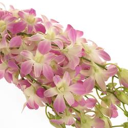 Dendrobium rosa/hell gelb Lucy 60cm