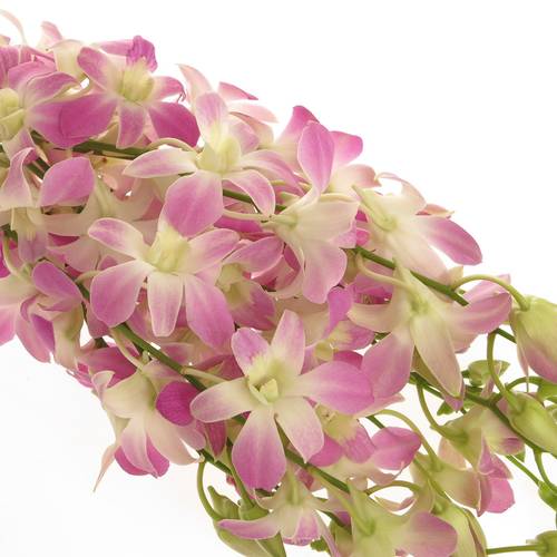 Dendrobium rosa/hell gelb Lucy 60cm