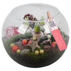 Hyac.Arr PTHCH6770 weisse Bl. Weihnachten T25 H024