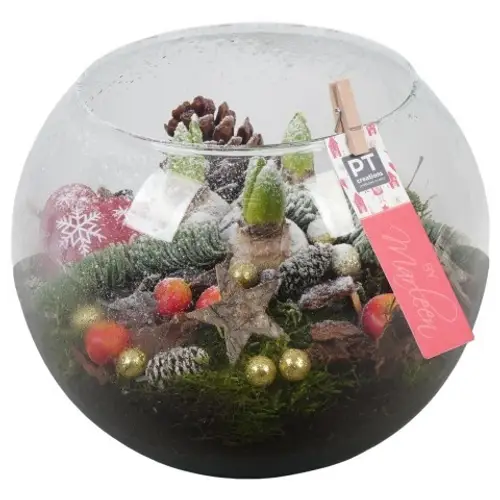 Hyac.Arr PTHCH6770 weisse Bl. Weihnachten T25 H024