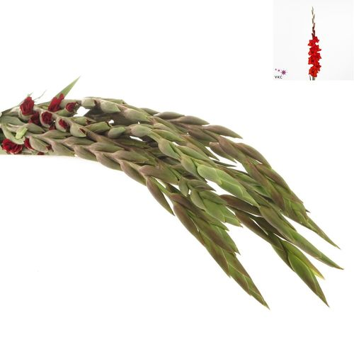 Gladiole rot Magma 80cm