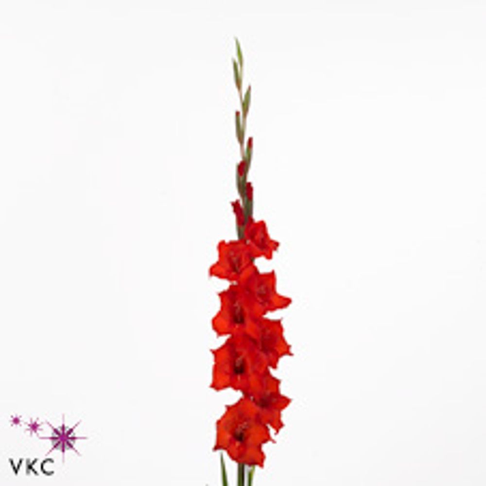 Gladiole rot Magma 80cm