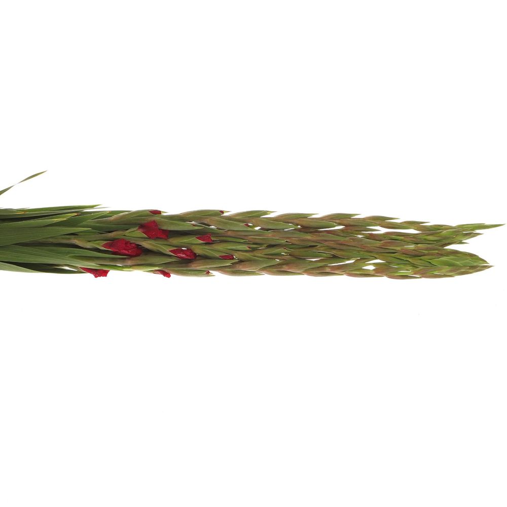 Gladiole rot Magma 80cm