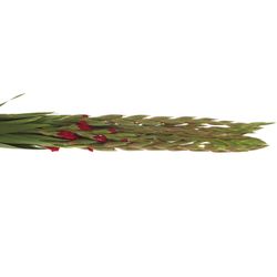 Gladiole rot Magma 80cm