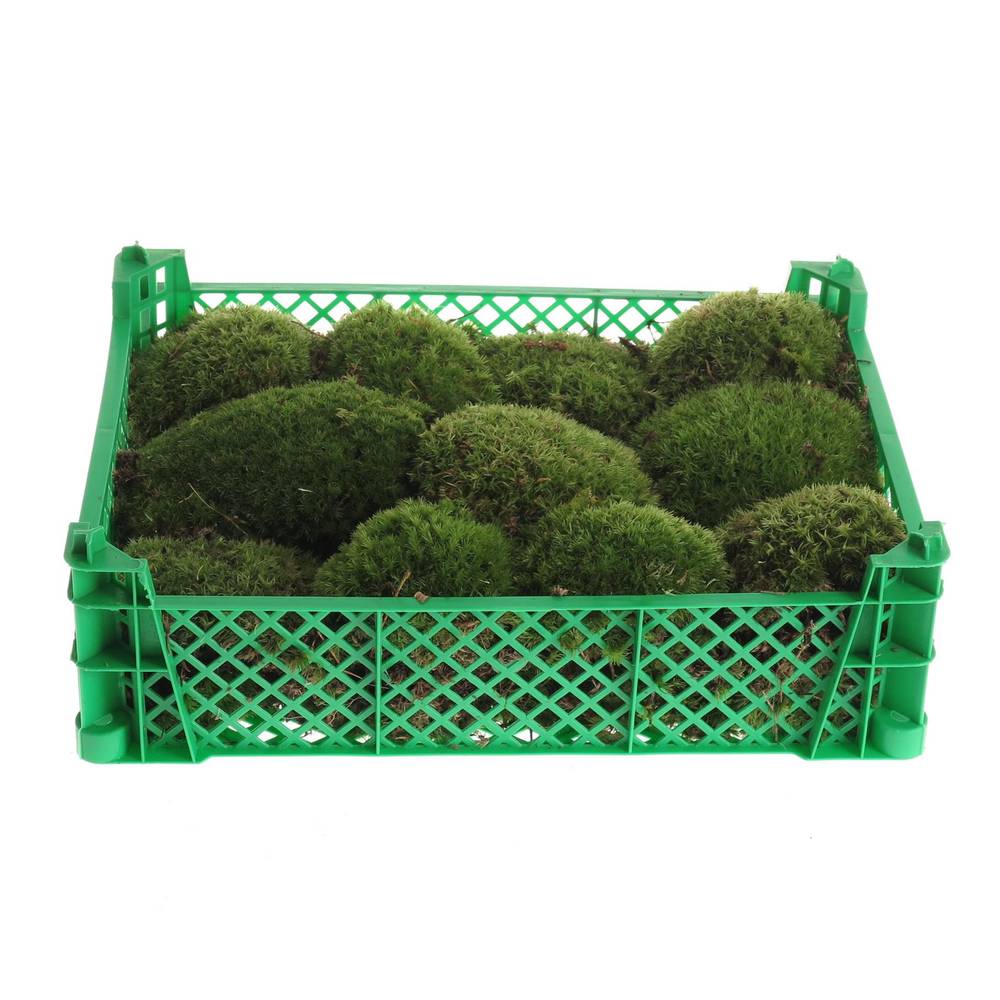 Plattenmoos grün Bol