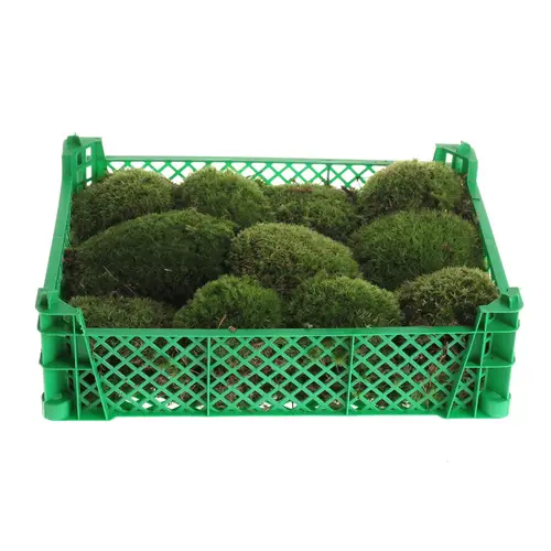 Plattenmoos grün