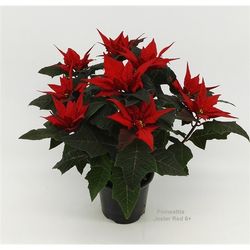 Poins.rot Jester 5+ T14 H040
