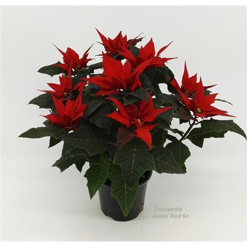 Poins.rot Jester 5+ T14 H040