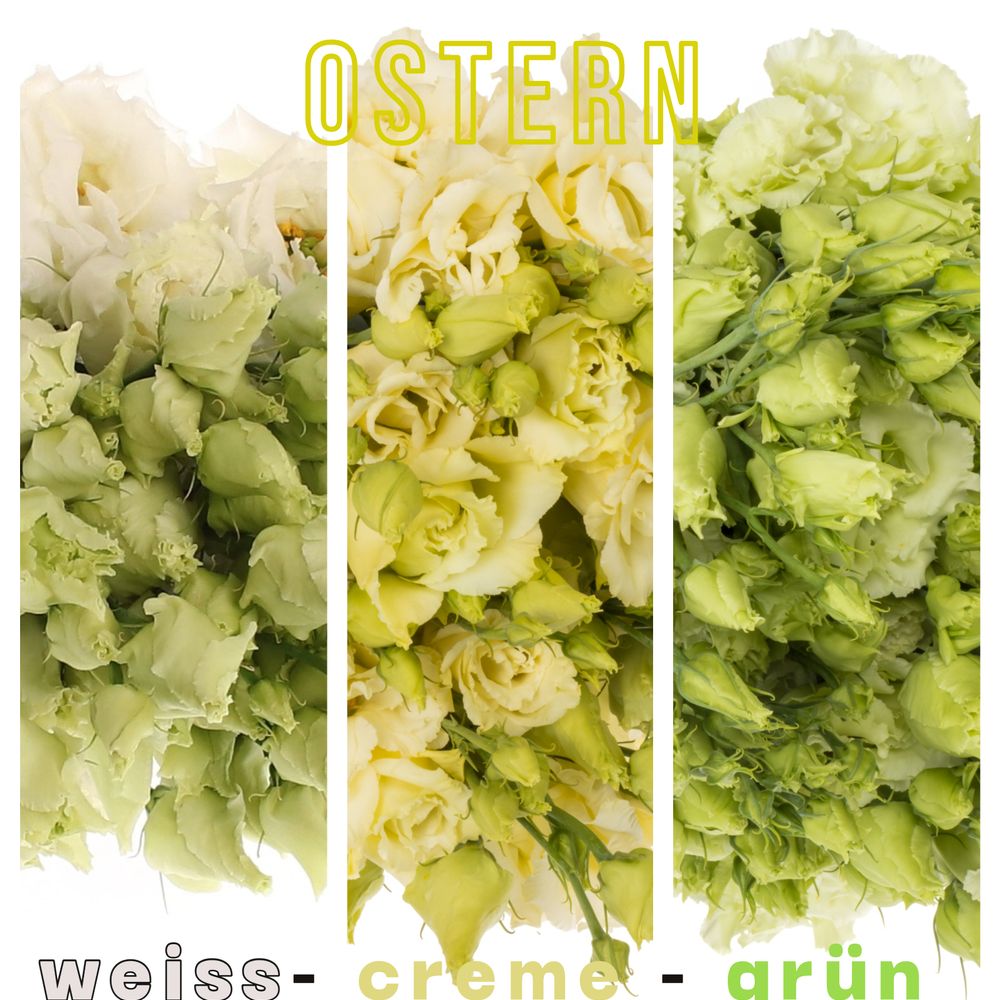 Lisianthus mix Ostern 3x10