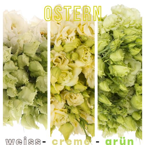 Lisianthus mix Ostern 3x10