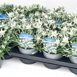 Leontopodium Vroni (Edelweiss) T13 H030