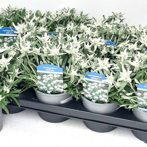 Leontopodium Vroni (Edelweiss) T13 H030