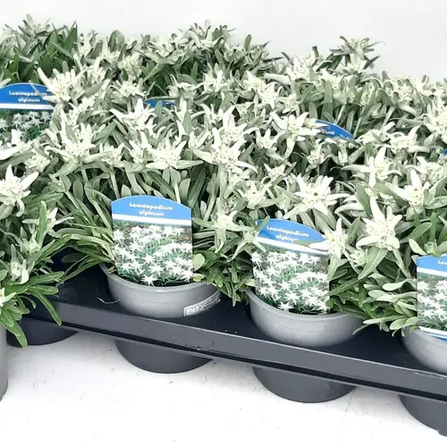 Leontopodium Vroni (Edelweiss) T13 H030