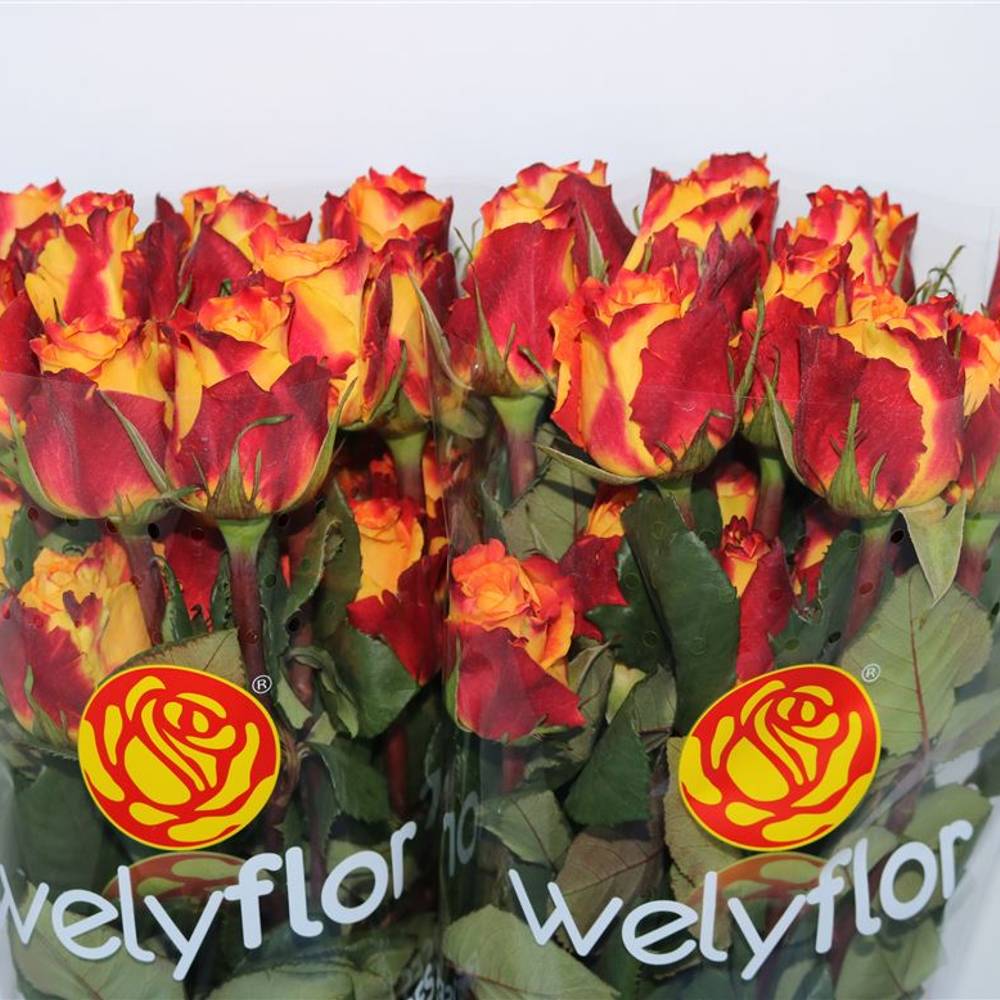 Rose orange/rot Chili (Ec) 50cm