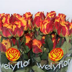 Rose orange/rot Chili (Ec) 50cm