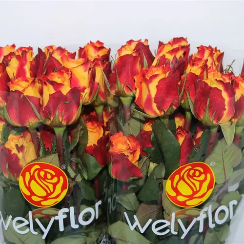 Rose orange/rot Chili (Ec) 50cm